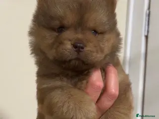 Chow Chow dogs *ReadyNow* 3 Teddy Bear Chow Chow Puppies - Advert 1