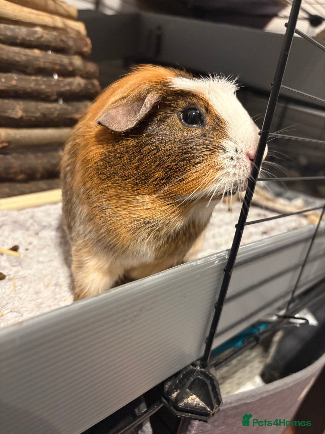 Guinea Pig rodents for sale: 2 Male Guinea Pigs for free - Image 7