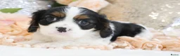 Cavalier King Charles Spaniel dogs for sale: HEALTH TESTED KC Cavalier King Charles Spaniels - Advert 24