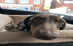 Miniature Dachshund dogs for stud: Proven, KC Reg, PRA clear, Miniature Dachshund  in Hinckley - Image 4