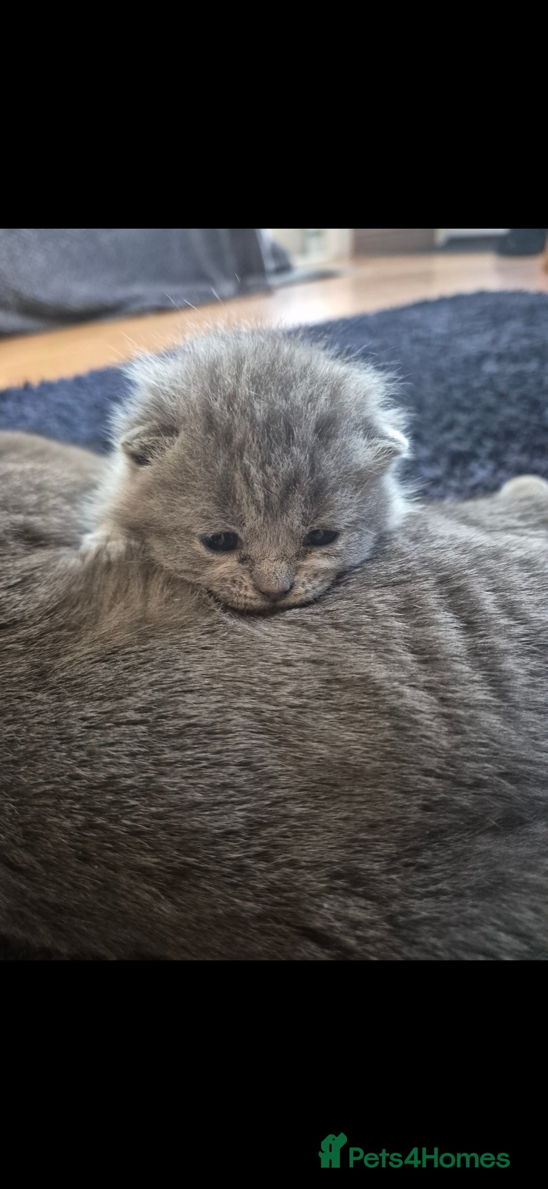 British Shorthair cats 4 British Shorthair Kittens - 3 left! - Advert 16