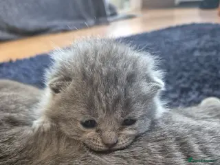British Shorthair cats 4 British Shorthair Kittens - 3 left! - Advert 16