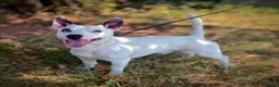 Mixed Breed dogs for adoption: Zeus - Small Mixed Breed (10 kgs) for Adoption - Advert 3