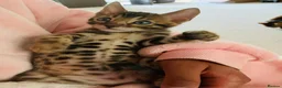 Bengal cats for sale: High Quality Bengal Kittens  in Chigwell - Advert 7
