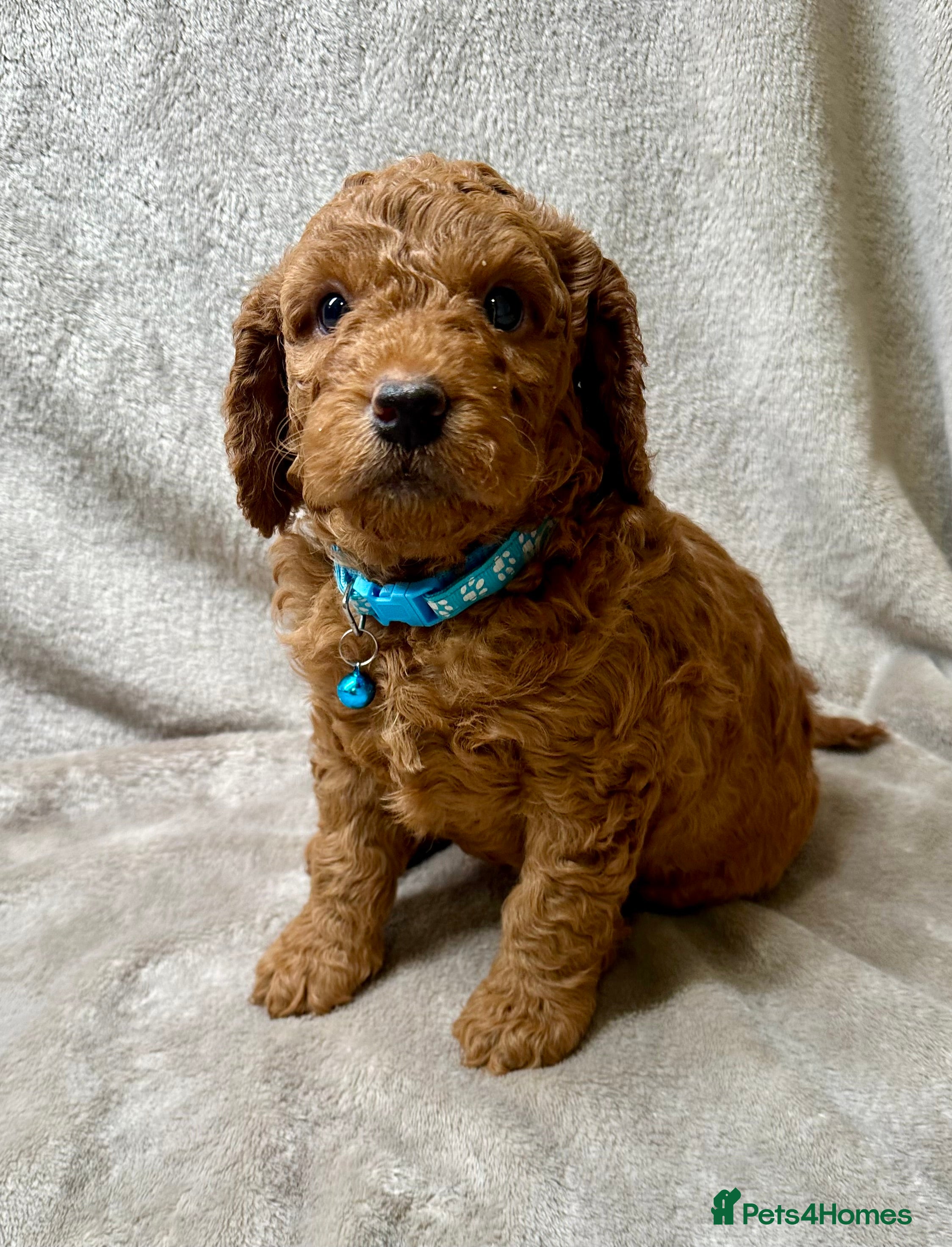 Cockapoo dogs Red gorgeous Cockapoo Puppies-Ready Early New Year - Advert 6