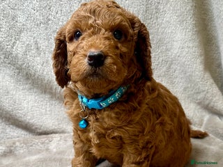 Cockapoo dogs Red gorgeous Cockapoo Puppies-Ready Early New Year - Advert 6