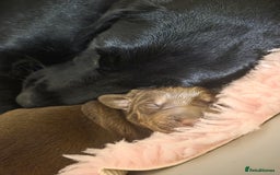 Labrador Retriever dogs for sale: Gorgeous Labrador Puppies – Ready December! - Image 5