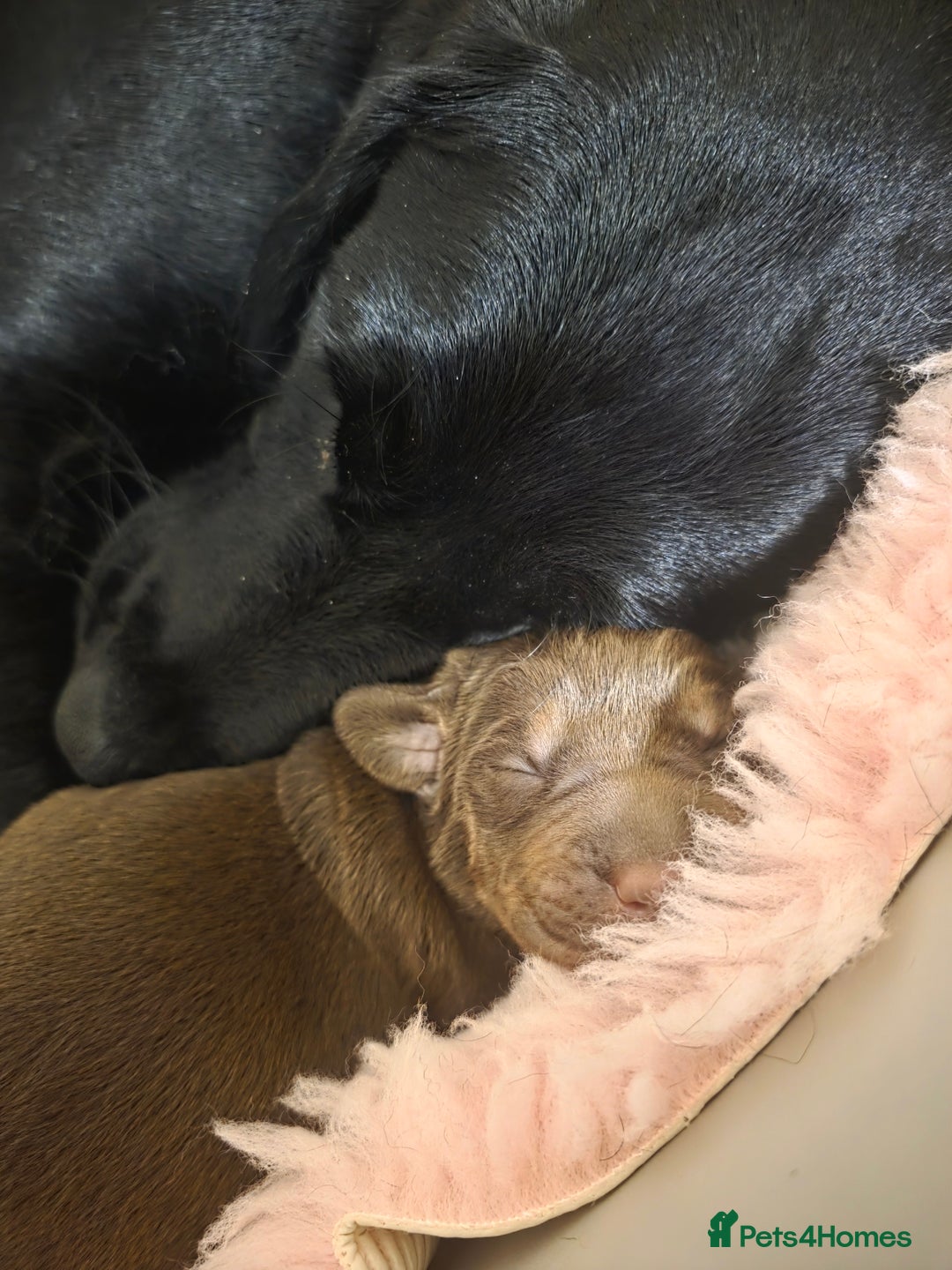 Labrador Retriever dogs for sale: Gorgeous Labrador Puppies – Ready December! - Image 5