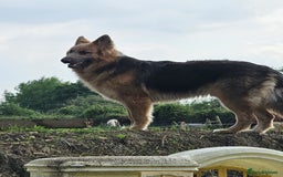 German Shepherd dogs for sale: German shepherd  - Advert 2