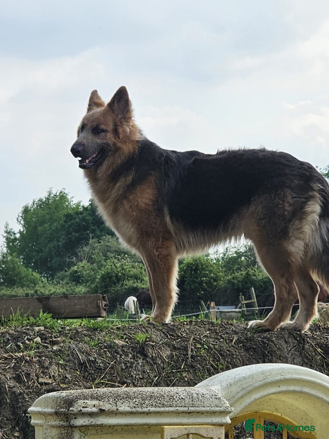 German Shepherd dogs for sale: German shepherd  - Advert 2
