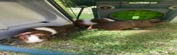 Guinea Pig rodents for sale: Lovely baby guinea pig for sale in Oxford - Advert 4