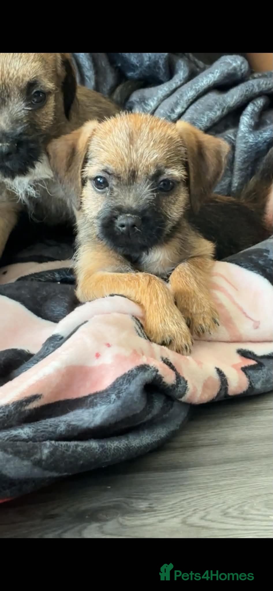 Border Terrier dogs Border Terrier Puppies (KC Registered)  - Advert 2