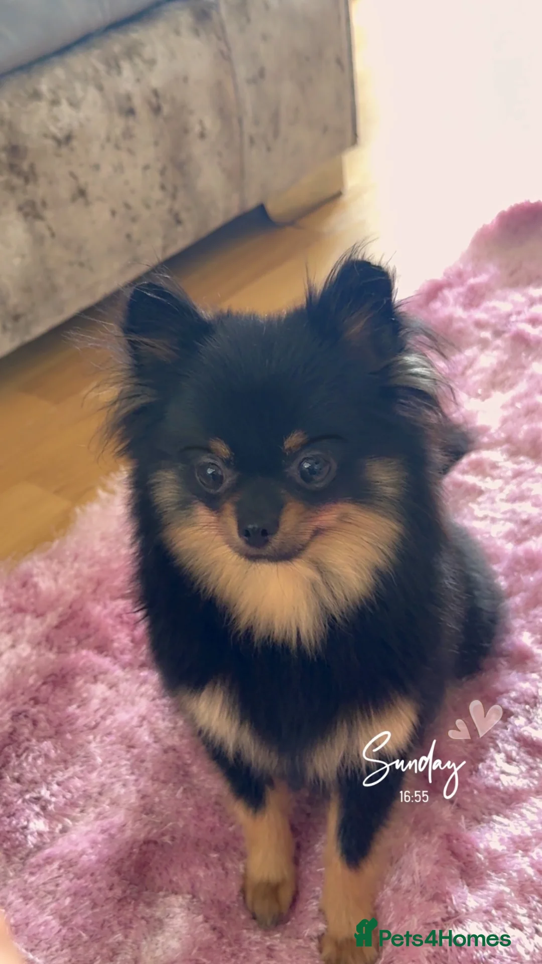 Pomchi dogs for sale: Gorgeous poncho  in Cardiff - Advert 5