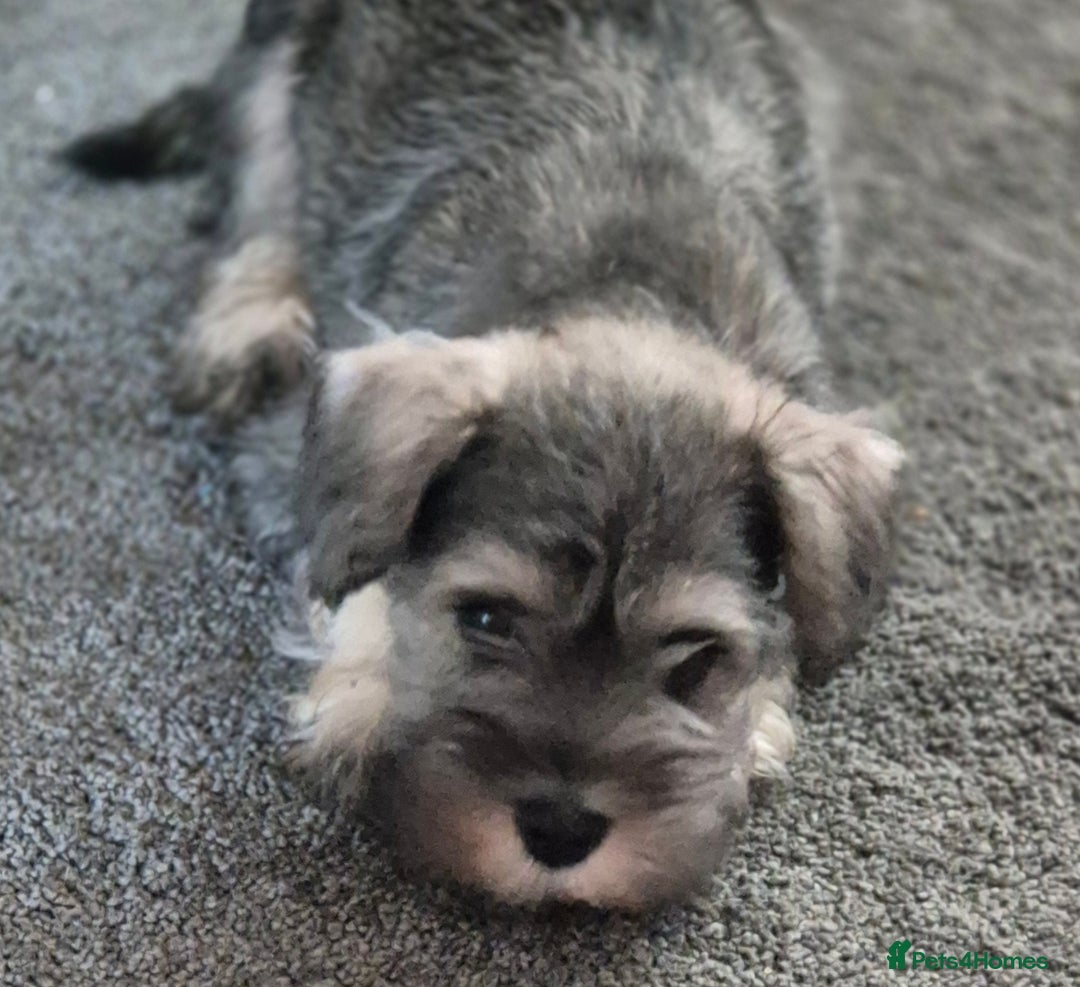 Miniature Schnauzer dogs for sale: All pups sold. Thank you - Advert 17