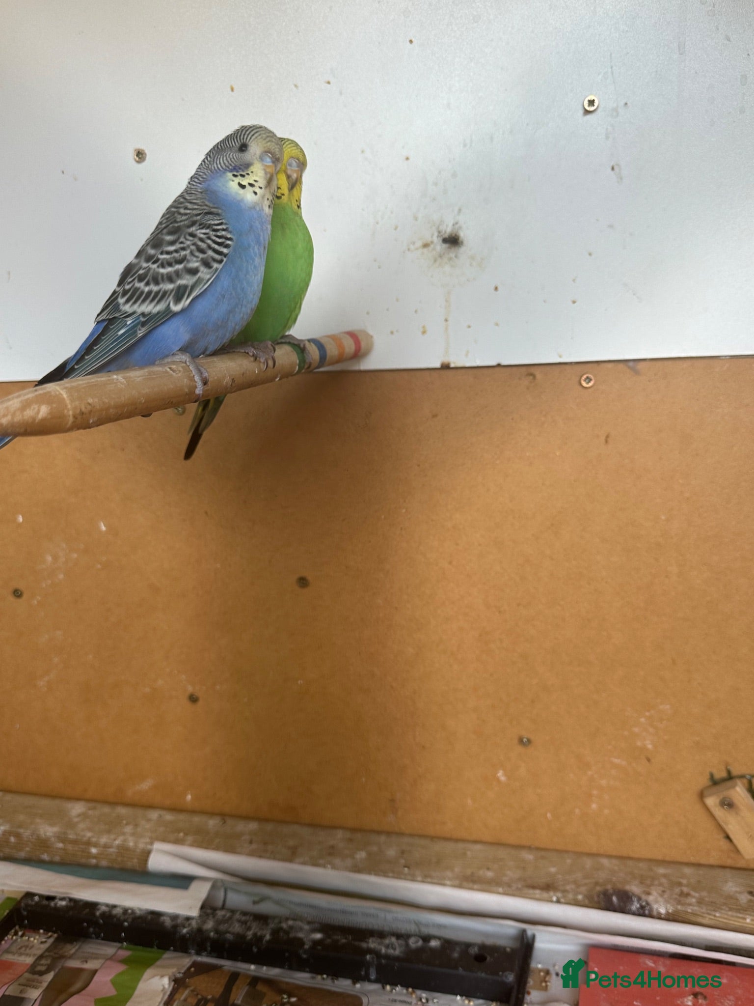 Budgerigars birds Lovely baby budgies - Advert 1
