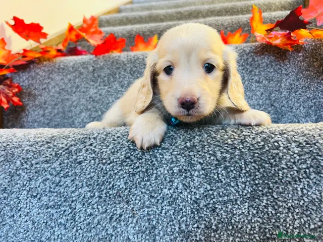 Miniature Dachshund dogs for sale: Cream Longhair Minuature Dachshunds - Advert 1
