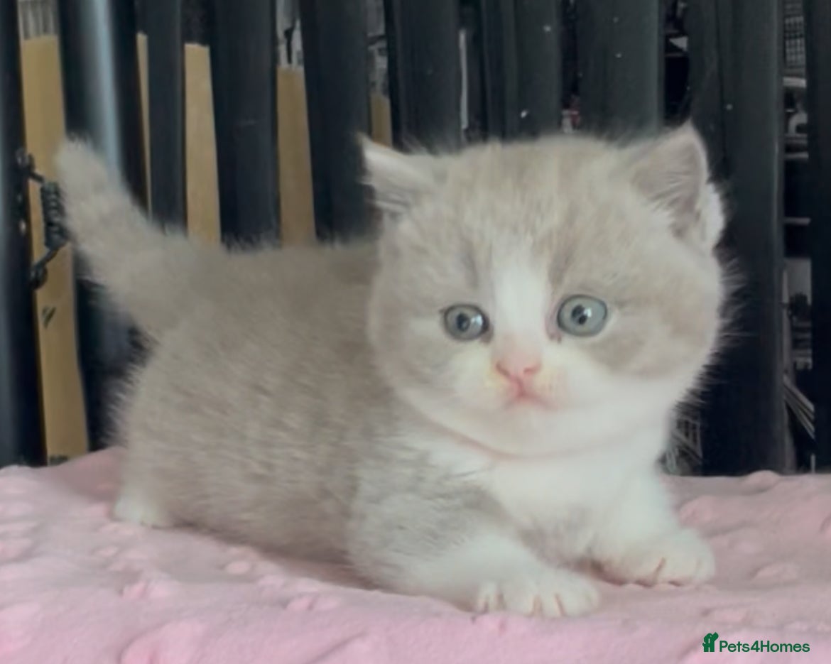 British Shorthair cats for sale: Beautiful BSH Champion line Kittens  - Advert 2