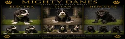 Great Dane dogs for sale: Chunky Great Dane puppies  - Advert 2