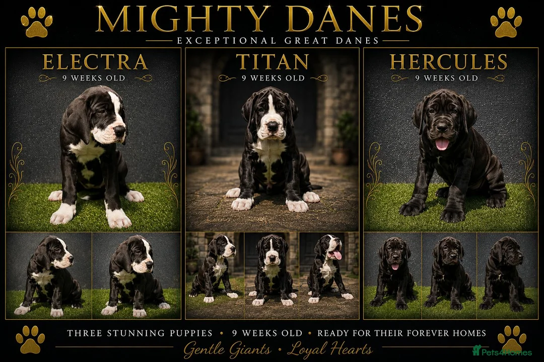 Great Dane dogs for sale: Chunky Great Dane puppies  - Advert 2