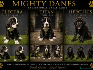 Great Dane dogs Chunky Great Dane puppies - Advert 1