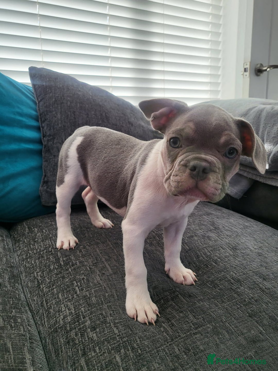 French Bulldog dogs for sale: KC Registered Frenchies ONLY 3 LEFT - Image 16