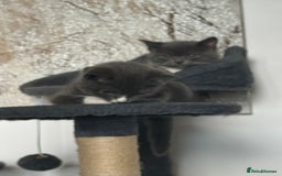 British Shorthair cats for sale: REDUCED Beautiful bi colour BSH 1 girl ready now  - Image 21