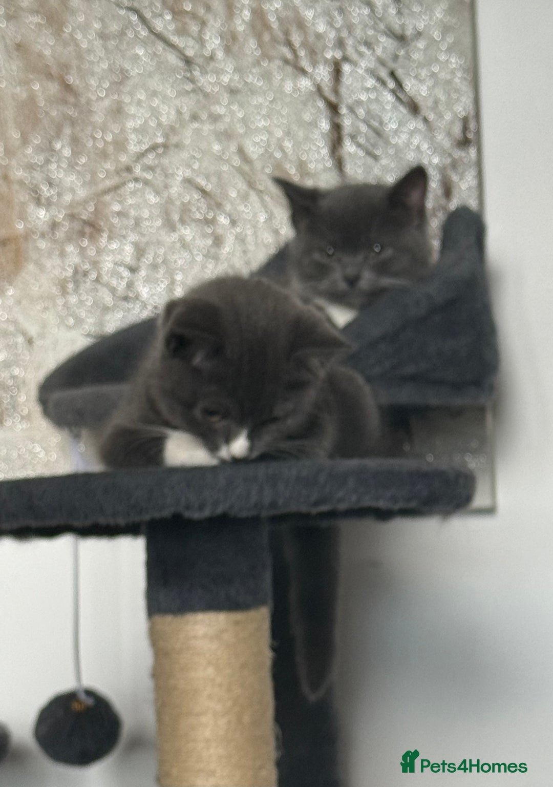 British Shorthair cats for sale: REDUCED Beautiful bi colour BSH 1 girl ready now  - Image 21