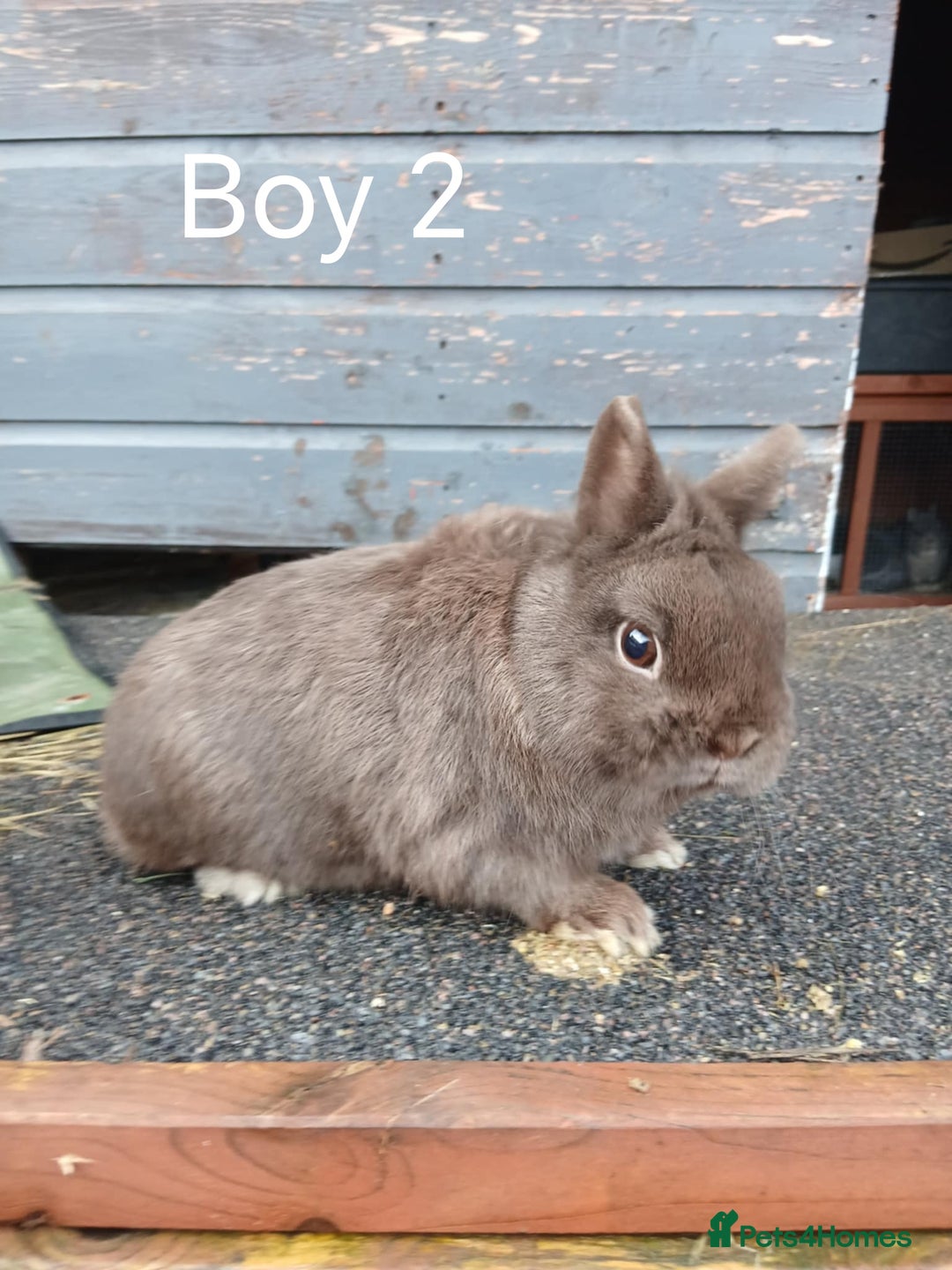 Netherland Dwarf rabbits for sale: Netherland dwarf rabbits  - Advert 1