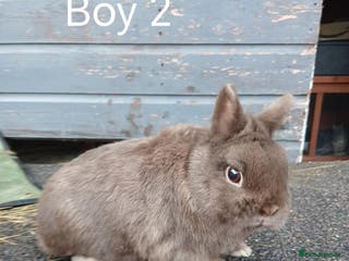 Netherland Dwarf rabbits Netherland dwarf rabbits - Advert 5