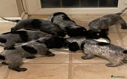 Cocker Spaniel dogs for sale: One beautiful blue roan boy unexpectedly available - Image 7
