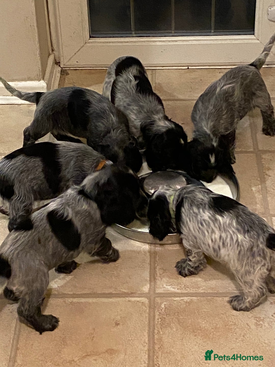 Cocker Spaniel dogs for sale: One beautiful blue roan boy unexpectedly available - Image 7