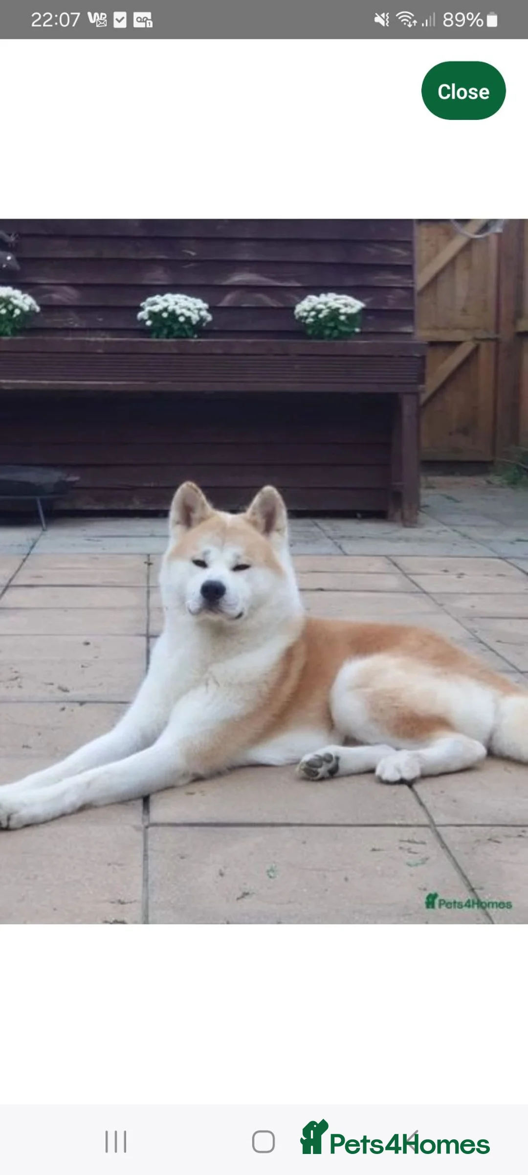 Japanese Akita Inu dogs for stud: Akita inu red - Advert 2