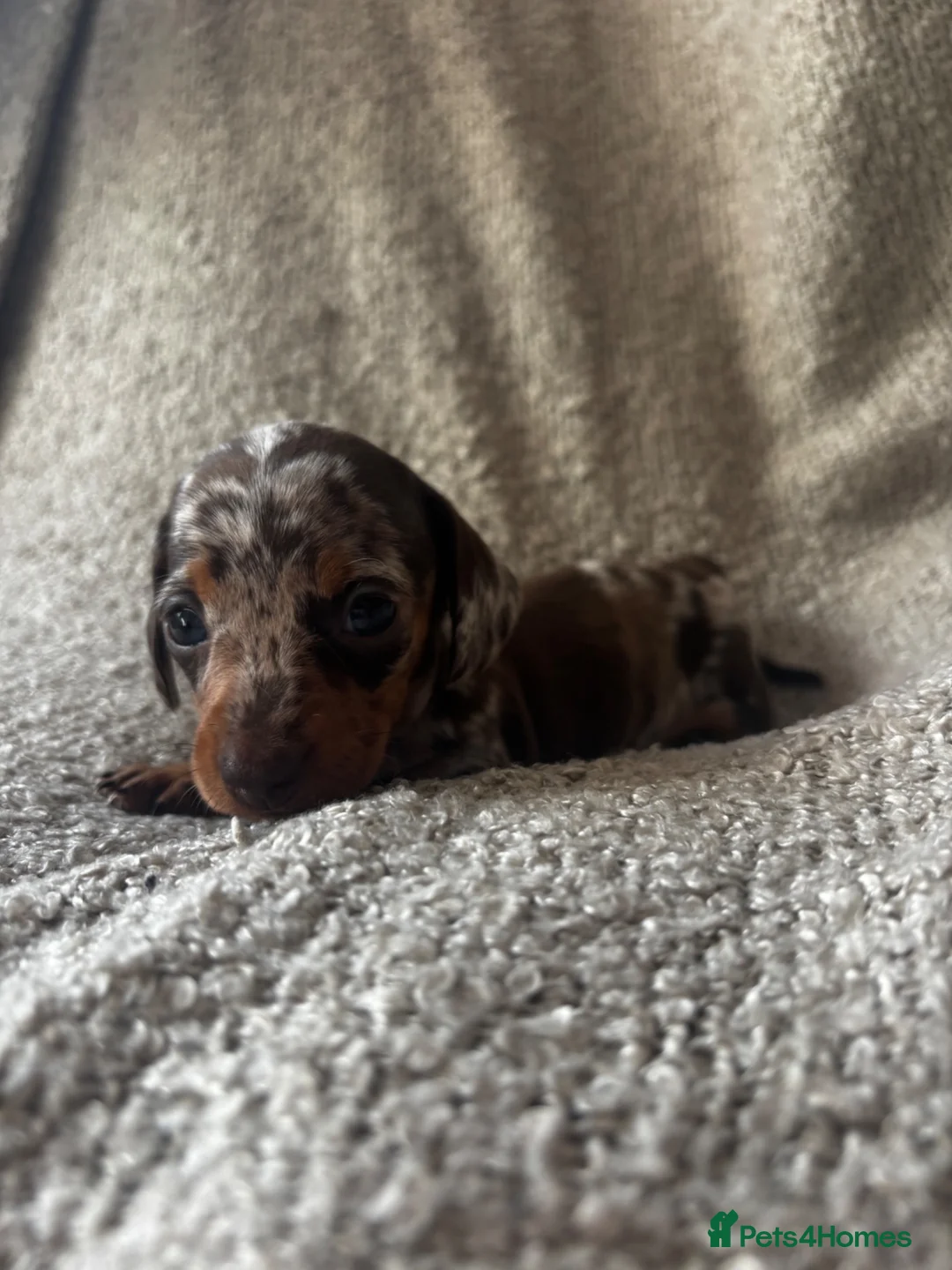 Miniature Dachshund dogs for sale: Stunning litter of 3 miniature dachshunds  - Advert 8