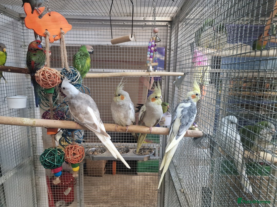 Parrots birds for sale: Stunning Birds/Parakeets/Parrots available  - Image 25