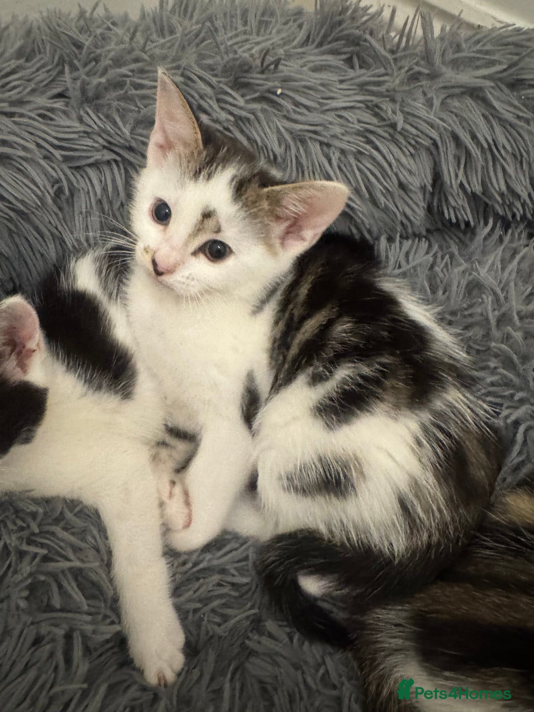 Domestic Shorthair cats for sale: Unique & Precious Kittens Seeking Forever Homes - Image 21