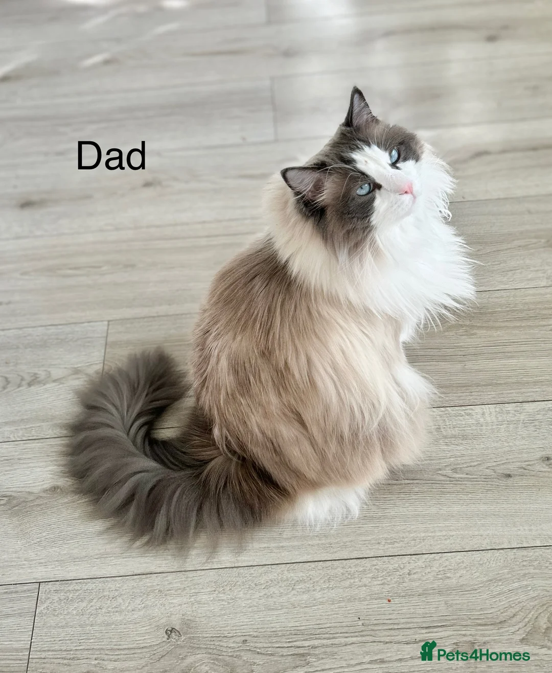 Ragdoll cats for sale: Gorgeous rare Van Ragdoll boy - Advert 15