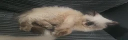 Ragdoll cats for sale: X2 ragdoll x kittens  - Advert 6