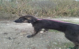 Mixed Breed dogs for adoption: Blaire - North Walsham norfolk  - Image 2