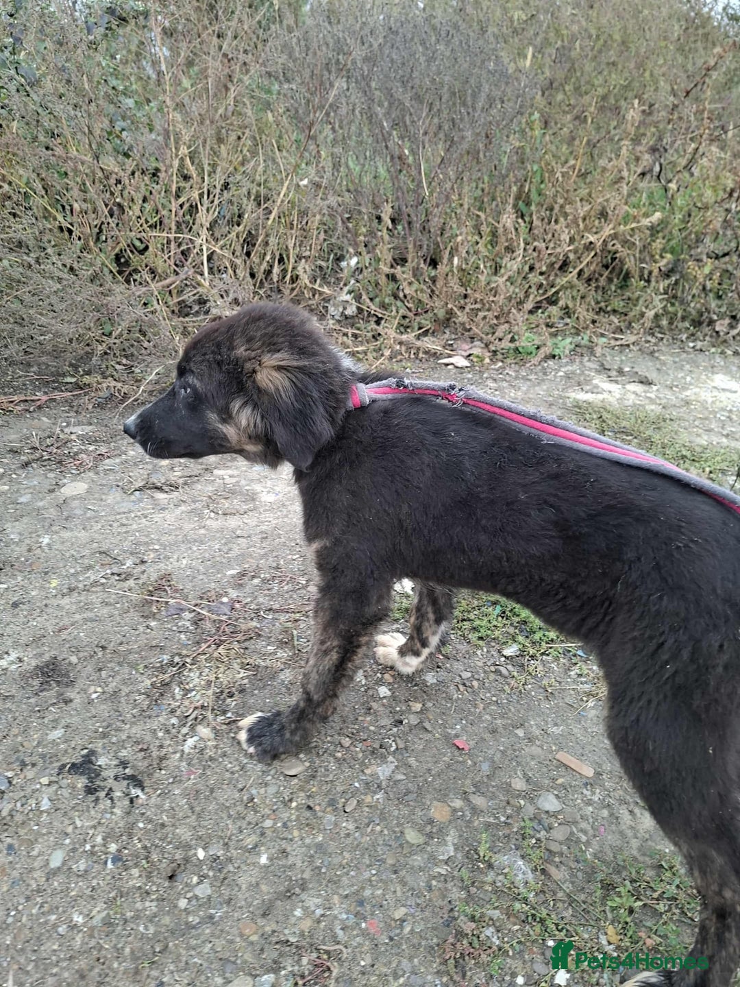 Mixed Breed dogs for adoption: Blaire - North Walsham norfolk  - Image 2
