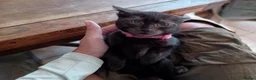 Mixed Breed cats for sale: 2 Black Russian looking a good home - Advert 3