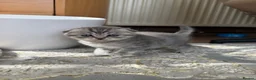 Scottish Fold cats for sale: 😊Tabby Scottish fold  - Advert 38
