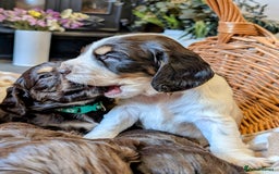 Cocker Spaniel dogs for sale: KC Reg Working type, extensively DNA tested.  - Image 4