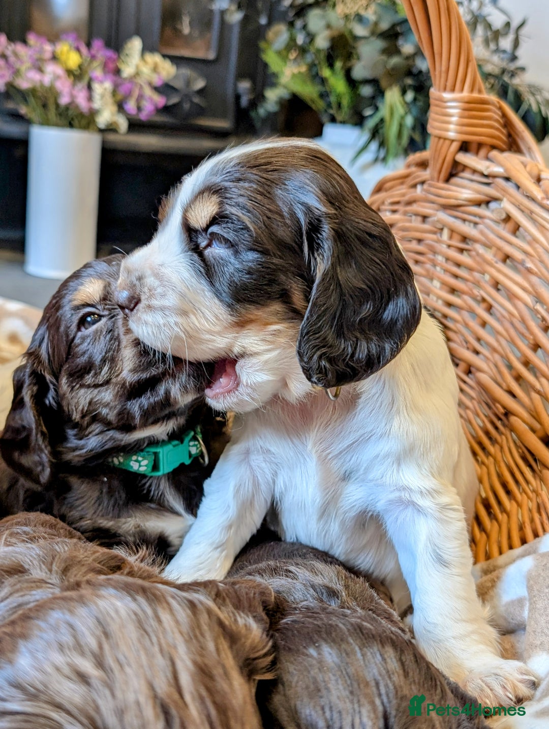 Cocker Spaniel dogs for sale: KC Reg Working type, extensively DNA tested.  - Image 4