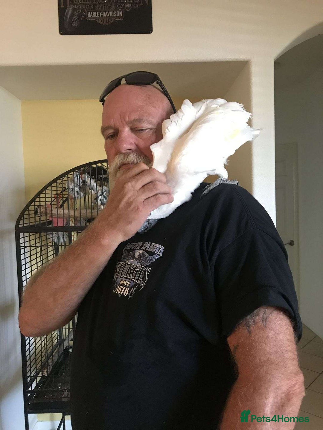Cockatoo birds for sale: Umbrella Cockatoo Babies - Image 2