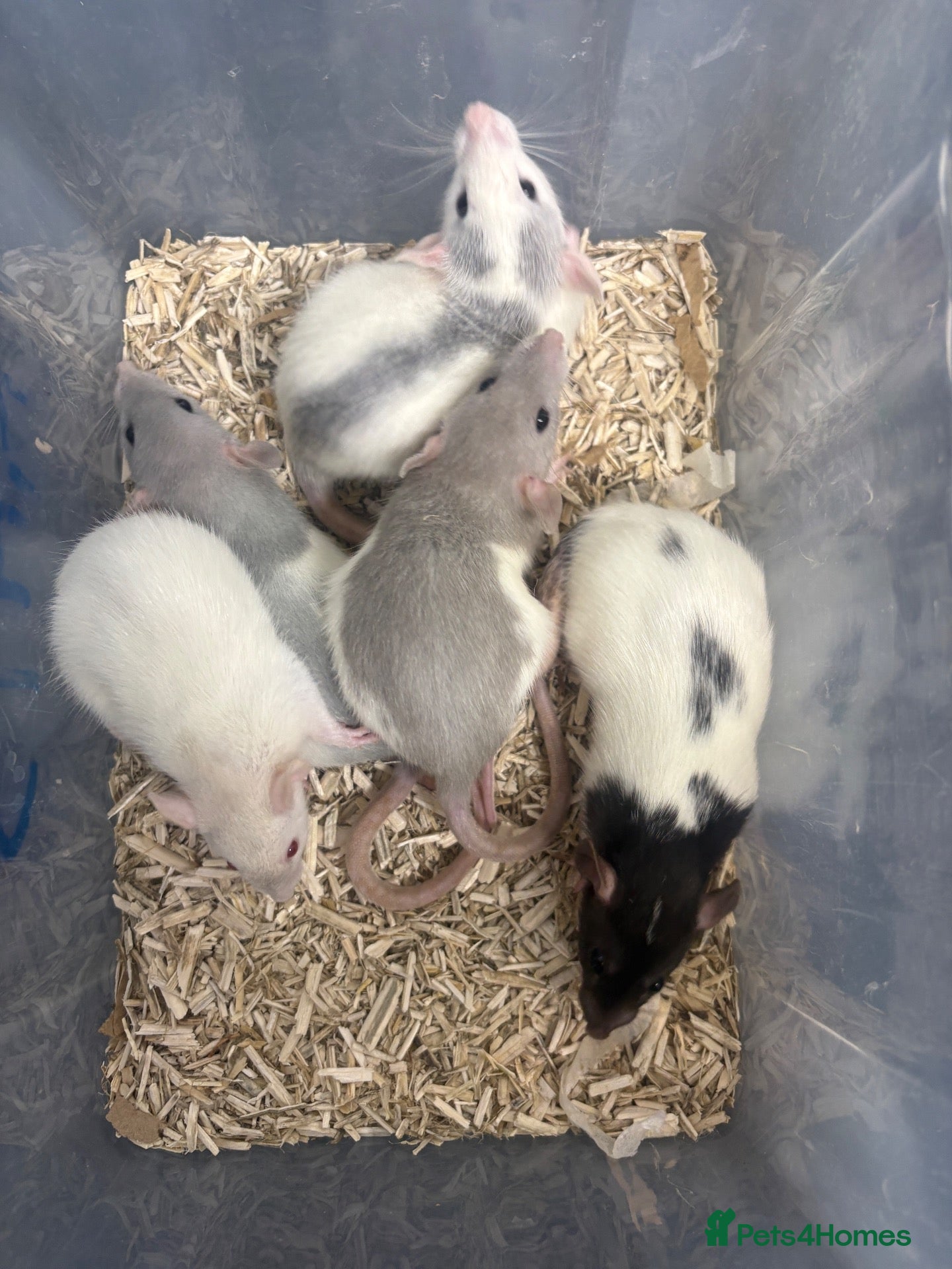 Rat rodents Rats  - Advert 7