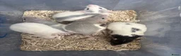 Rat rodents for sale: Rats  - Advert 1