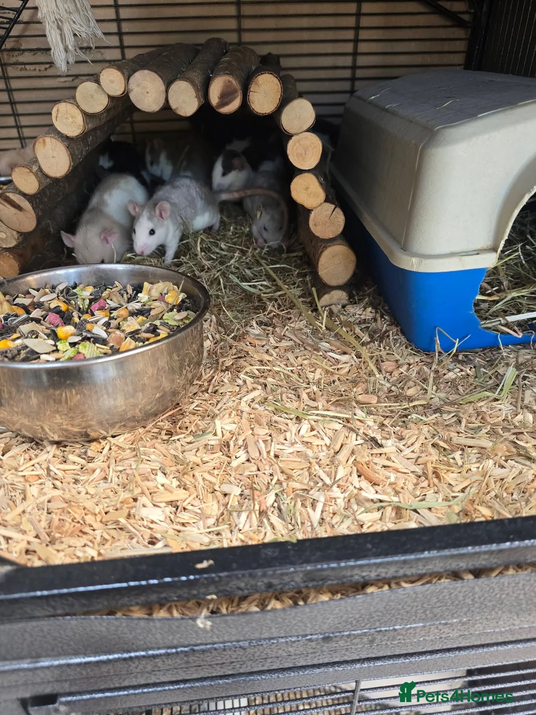 Rat rodents for sale: Baby rats males and females well handled  - Advert 2