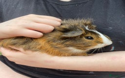 Guinea Pig rodents for sale: Male guinea pig  - Image 5