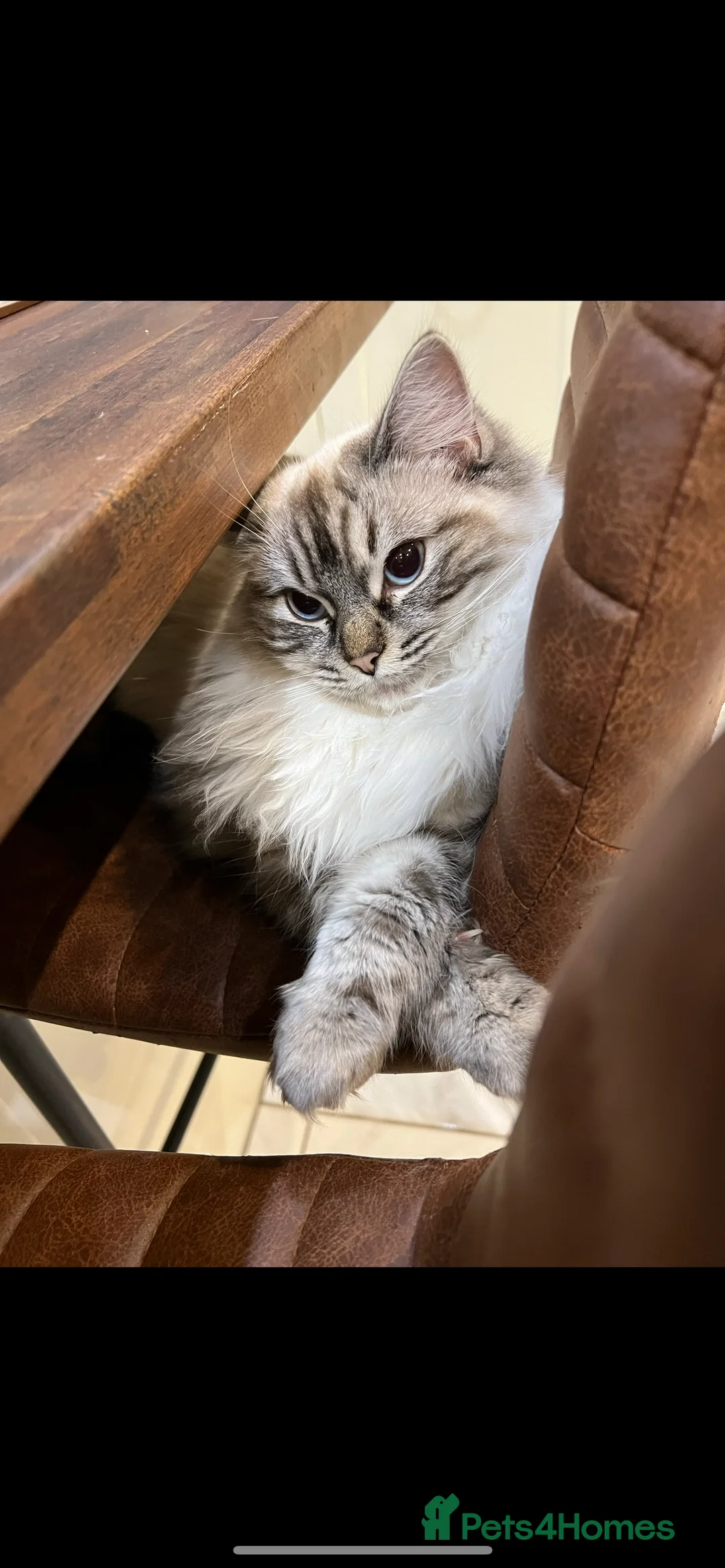 Ragdoll cats for sale: Ragdoll female kitten  - Advert 2