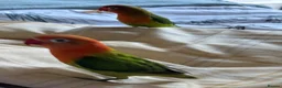 Lovebirds birds for sale: Two beautiful baby Lovebirds - Advert 8